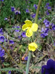 camissonia californica